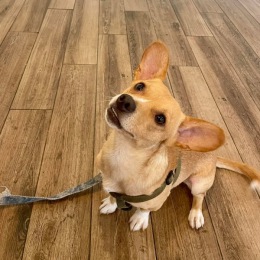 How cute is he?! One of our adorable fur-residents enjoying a clubhouse treat on this fine Saturday morning. Don’t forget our clubhouse & community is pet friendly. We love our fur-residents 🏠😍🥹🐾 • • • #apartmenthomes #threeoaks #arlingtonpropertiesinc #leasingnow #wilmingtonnc #ilm #dogsofwilmington #furresidents #lovewhereyoulive #loveyourpets How cute is he?! One of our adorable fur-residents enjoying a clubhouse treat on this fine Saturday morning. Don’t forget our clubhouse & community is pet friendly. We love our fur-residents 🏠😍🥹🐾 • • • #apartmenthomes #threeoaks #arlingtonpropertiesinc #leasingnow #wilmingtonnc #ilm #dogsofwilmington #furresidents #lovewhereyoulive #loveyourpets